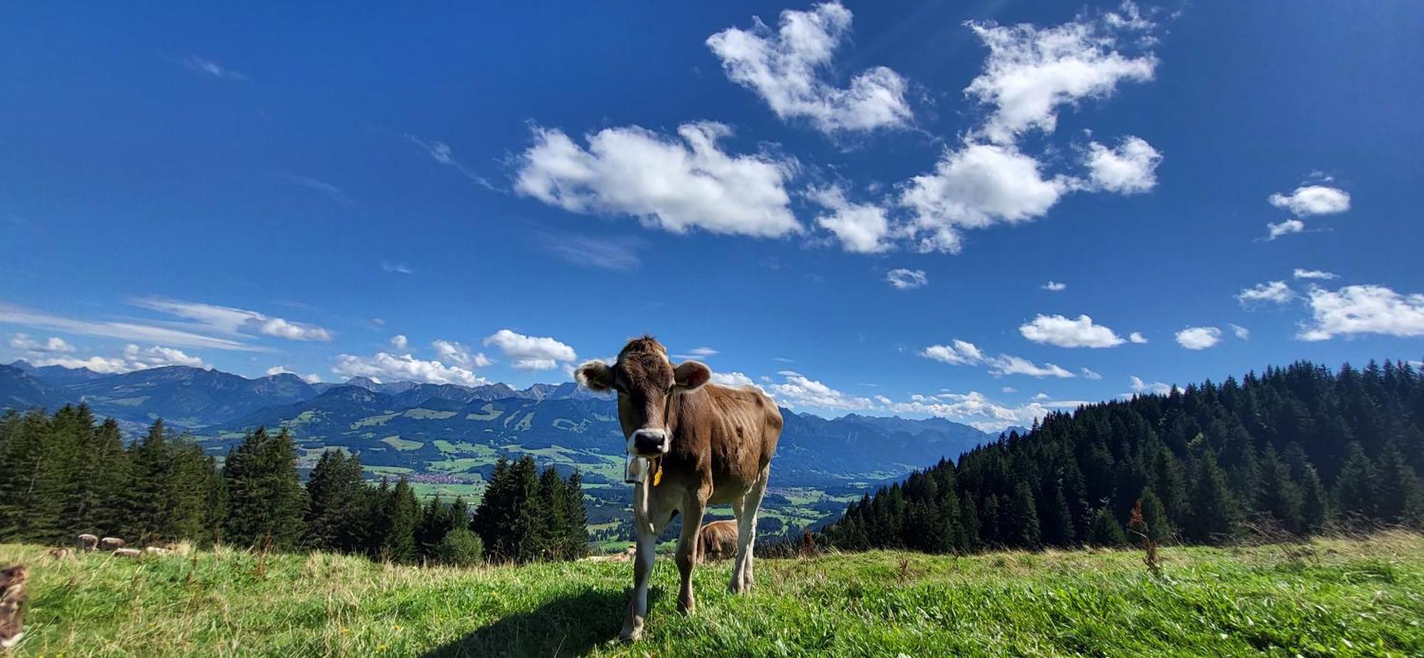 Fewo Allgaeuzeit Mit Wlan Oberstaufen Steibis Exterior foto